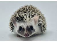 hedgehog photo