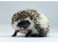 hedgehog photo