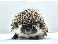 hedgehog photo