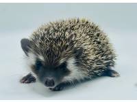 hedgehog photo