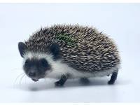 hedgehog photo