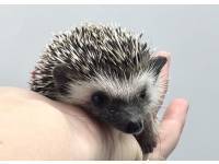 hedgehog photo