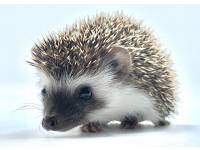 hedgehog photo