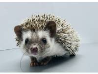 hedgehog photo