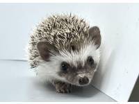 hedgehog photo