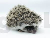 photo of hedgehog Deklan, for sale