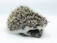 photo of hedgehog Deklan, for sale