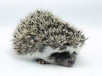 hedgehog photo