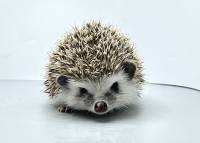 hedgehog photo