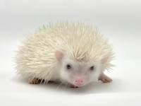 hedgehog photo