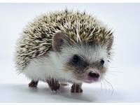 hedgehog photo