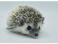 hedgehog photo