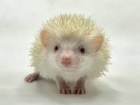 hedgehog photo