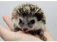 hedgehog photo