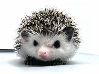 hedgehog photo