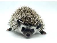 hedgehog photo