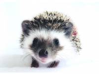 hedgehog photo