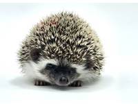 hedgehog photo