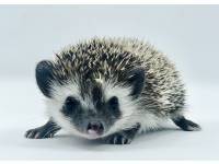 Fellow's Jazzy Signature