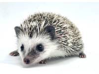 hedgehog photo