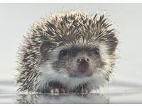 hedgehog photo