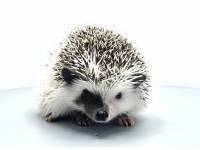 hedgehog photo