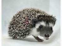 hedgehog photo