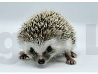 photo of hedgehog Gynnette, for sale