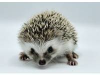 hedgehog photo