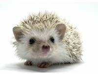 hedgehog photo