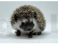 photo of hedgehog Fargus, for sale