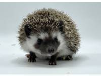 hedgehog photo