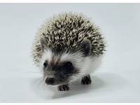 hedgehog photo