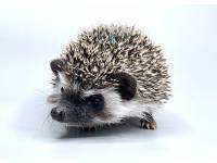 hedgehog photo