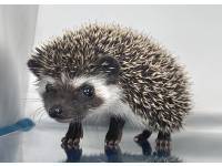 hedgehog photo