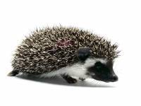 hedgehog photo