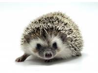 hedgehog photo