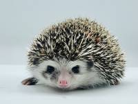 hedgehog photo