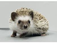 hedgehog photo