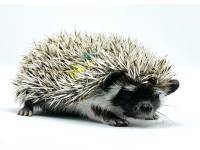 hedgehog photo