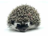 hedgehog photo