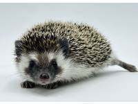 hedgehog photo