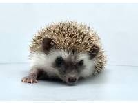 hedgehog photo