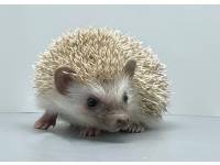 hedgehog photo