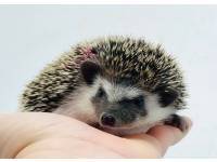 hedgehog photo