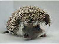 hedgehog photo