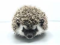 hedgehog photo