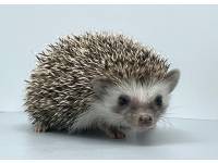 hedgehog photo