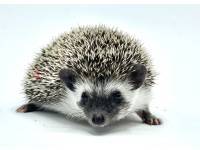 hedgehog photo