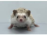 hedgehog photo